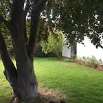Jacaranda