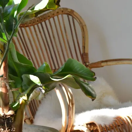 Σπίτι διακοπών Jacaranda De Haan