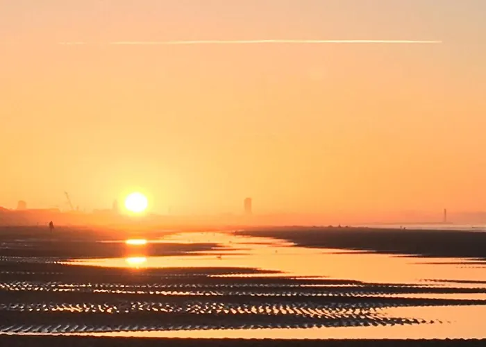 Jacaranda Де-Хаан