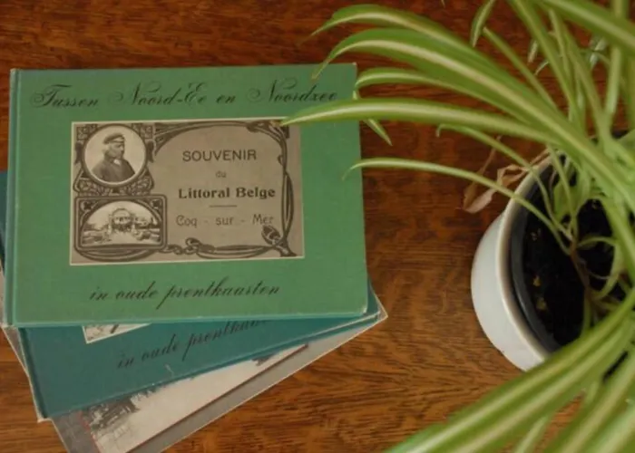 Jacaranda * Де-Хаан