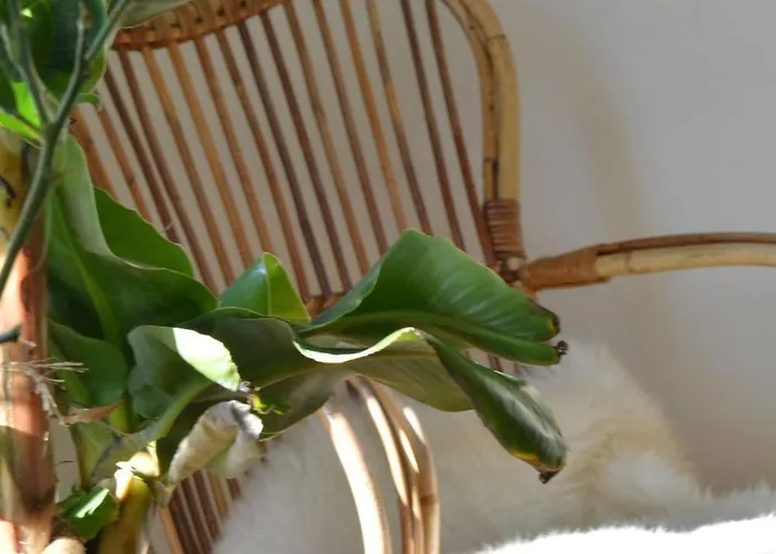 Дом отдыха Jacaranda Де-Хаан